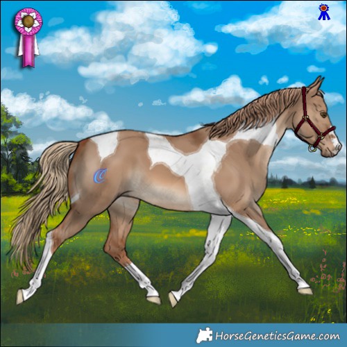 Horse Color:Red Dun Tobiano