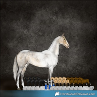 Horse Color:Silver Buckskin Roan Dun Sabino Rabicano Brindle 