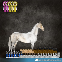 Horse Color:Silver Buckskin Roan Dun Sabino Rabicano Brindle 