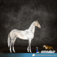 Horse Color:Silver Buckskin Roan Dun Sabino Rabicano Brindle