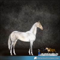 Horse Color:Silver Buckskin Roan Dun Sabino Rabicano Brindle 