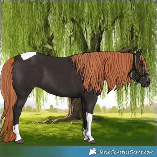 Horse Color:Liver Chestnut Tobiano 