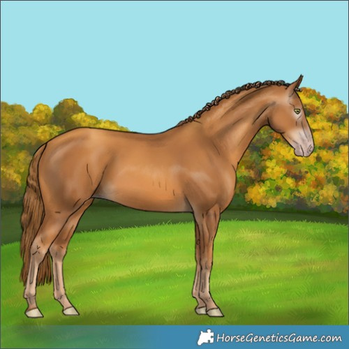 Horse Color:Gray Gold Champagne
