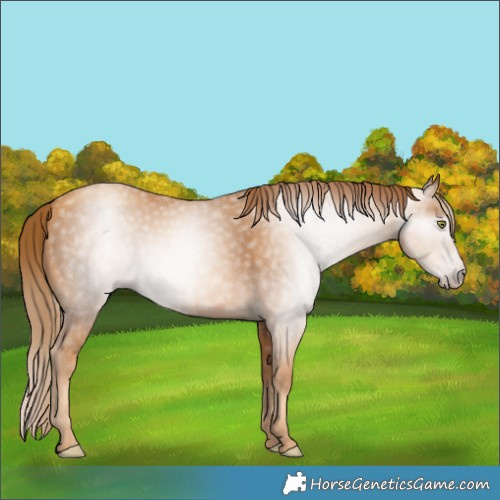 Horse Color:Gray Gold Champagne 