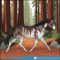 Horse Color:White Spotted Liver Chestnut 