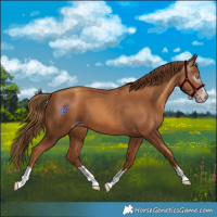 Horse Color:Gray Gold Champagne 