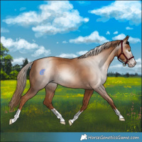 Horse Color:Gray Gold Champagne 