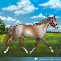 Horse Color:Gray Gold Champagne