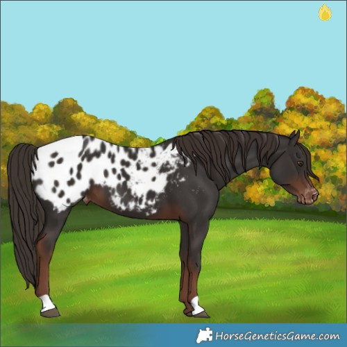 Horse Color:Liver Chestnut Appaloosa 