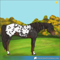 Horse Color:Liver Chestnut Blanket 