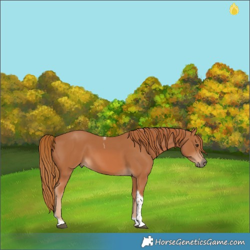 Horse Color:Chestnut Tobiano 
