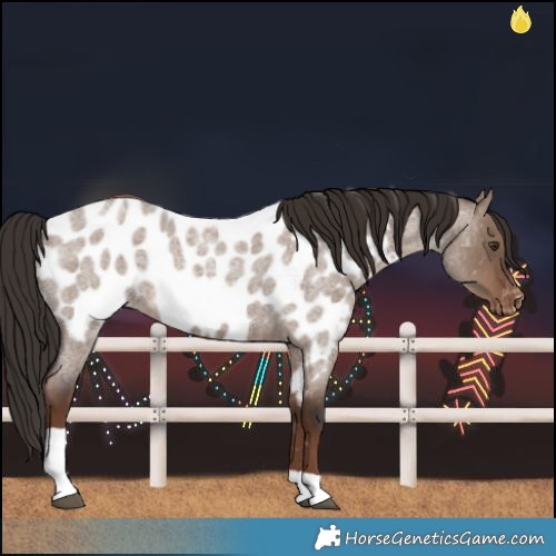 Horse Color:Liver Red Dun Roan Tobiano Near Leopard Rabicano 