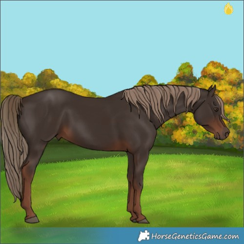 Horse Color:White Spotted Liver Chestnut 