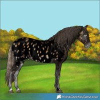 Horse Color:Void Chocolate Palomino Onyx Near Leopard Rabicano 