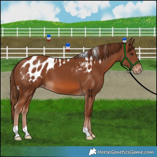 Horse Color:Chestnut Skewed Appaloosa