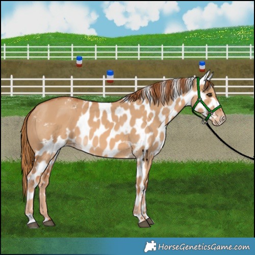 Horse Color:Red Dun Skewed Appaloosa 