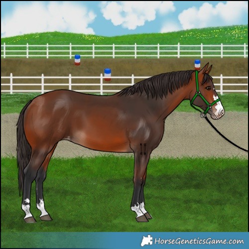 Horse Color:Bay Skewed Appaloosa 