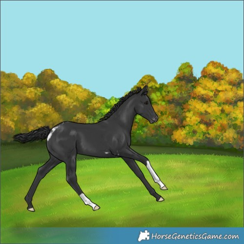 Horse Color:Black Skewed Appaloosa 