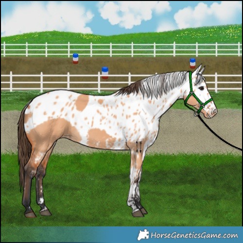 Horse Color:Bay Dun Skewed Appaloosa 