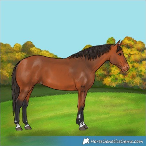 Horse Color:Bay Skewed Appaloosa 