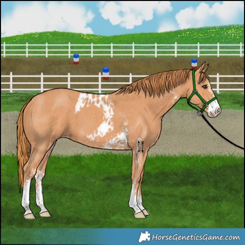 Horse Color:Chestnut Sabino Skewed Appaloosa