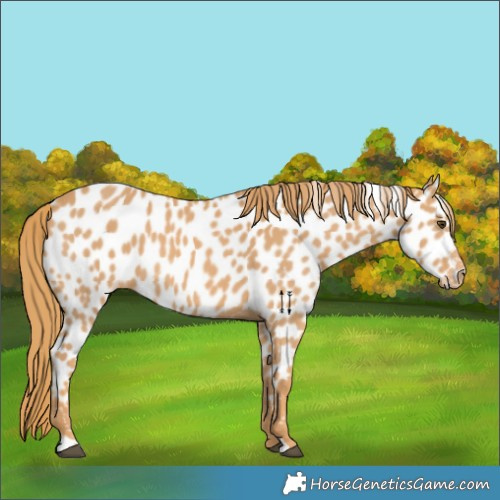 Horse Color:Chestnut Appaloosa