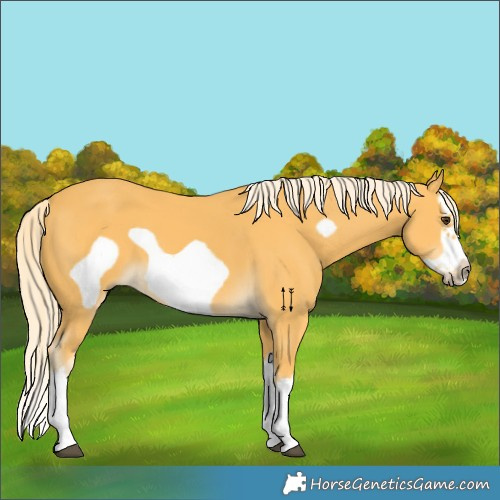 Horse Color:Unknown 
