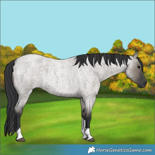 Horse Color:Grullo Roan Tobiano 