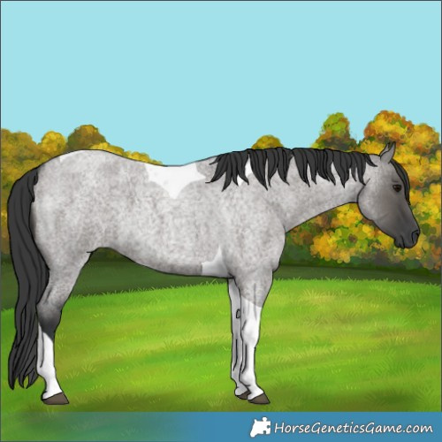 Horse Color:Grullo Roan Tobiano 