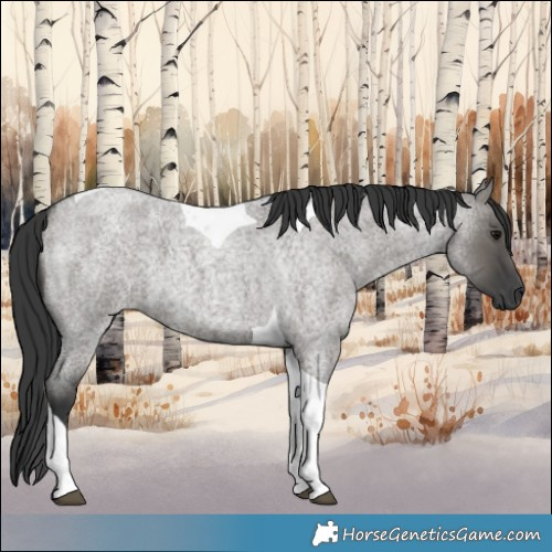 Horse Color:Grullo Roan Tobiano 