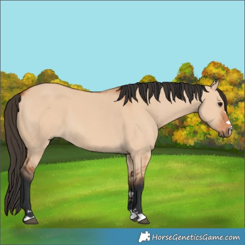 Horse Color:Bay Dun 