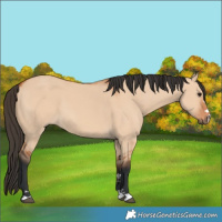 Horse Color:Bay Dun 