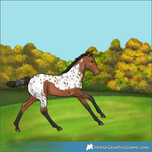 Horse Color:Bay Skewed Appaloosa 