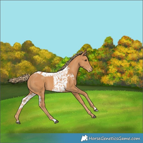 Horse Color:Chestnut Skewed Appaloosa