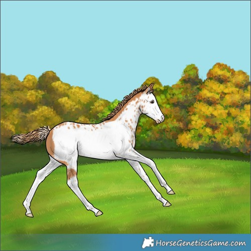Horse Color:Chestnut Splash Frame Skewed Appaloosa 