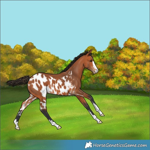 Horse Color:Bay Skewed Appaloosa 
