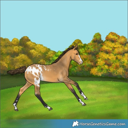Horse Color:Buckskin Skewed Appaloosa