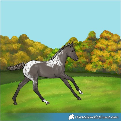 Horse Color:Smoky Grullo Skewed Appaloosa 