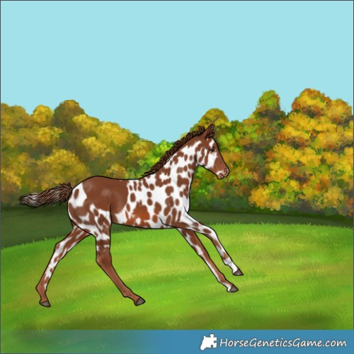 Horse Color:Chestnut Skewed Appaloosa 