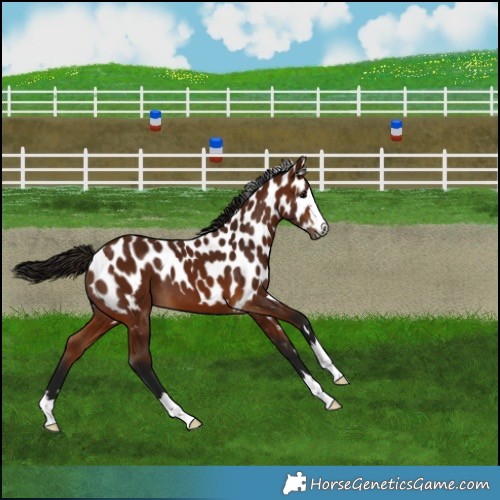 Horse Color:Gray Bay Skewed Appaloosa 