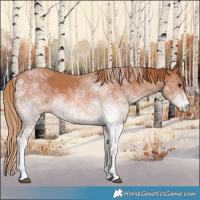 Horse Color:White Spotted Chestnut