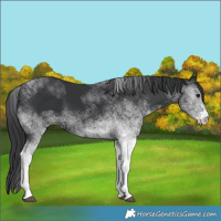 Horse Color:White Spotted Black 