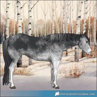 Horse Color:White Spotted Black 