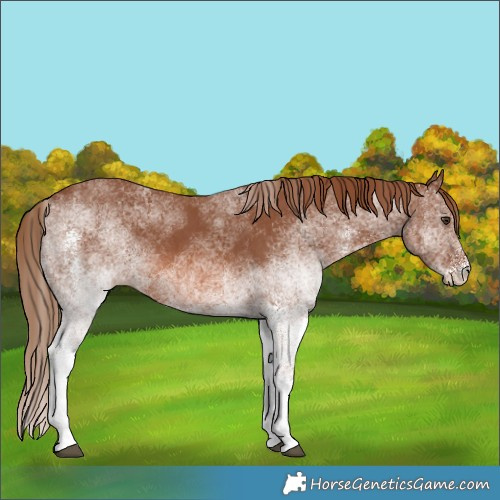 Horse Color:White Spotted Chestnut 