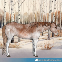 Horse Color:White Spotted Chestnut 