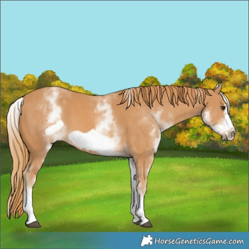 Horse Color:White Spotted Chestnut Frame 