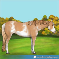 Horse Color:White Spotted Chestnut Frame 