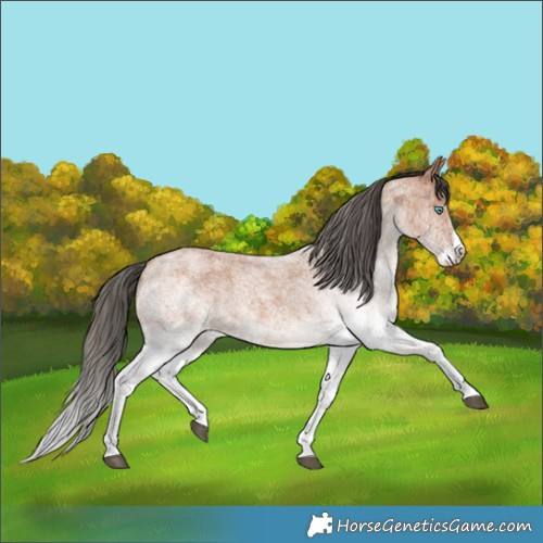 Horse Color:White Spotted Bay Roan Splash 