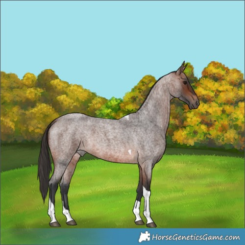 Horse Color:Brown Roan Tobiano 