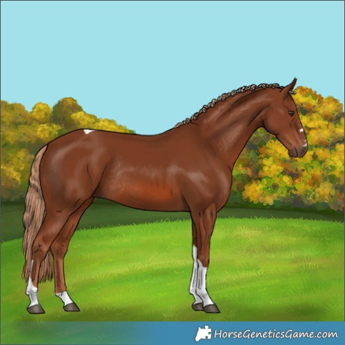 Horse Color:Chestnut Tobiano Rabicano 